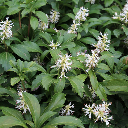Pachysandra terminalis 9cm / 2L -