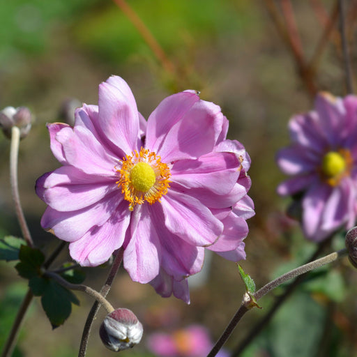 Anemone hybrida Queen Charlotte 9cm Pot -
