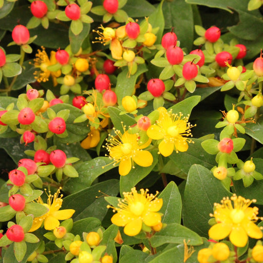 Hypericum 'Mirable Blizz' 2L -