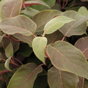 Hydrangea aspera 'Hot Chocolate' 9cm -