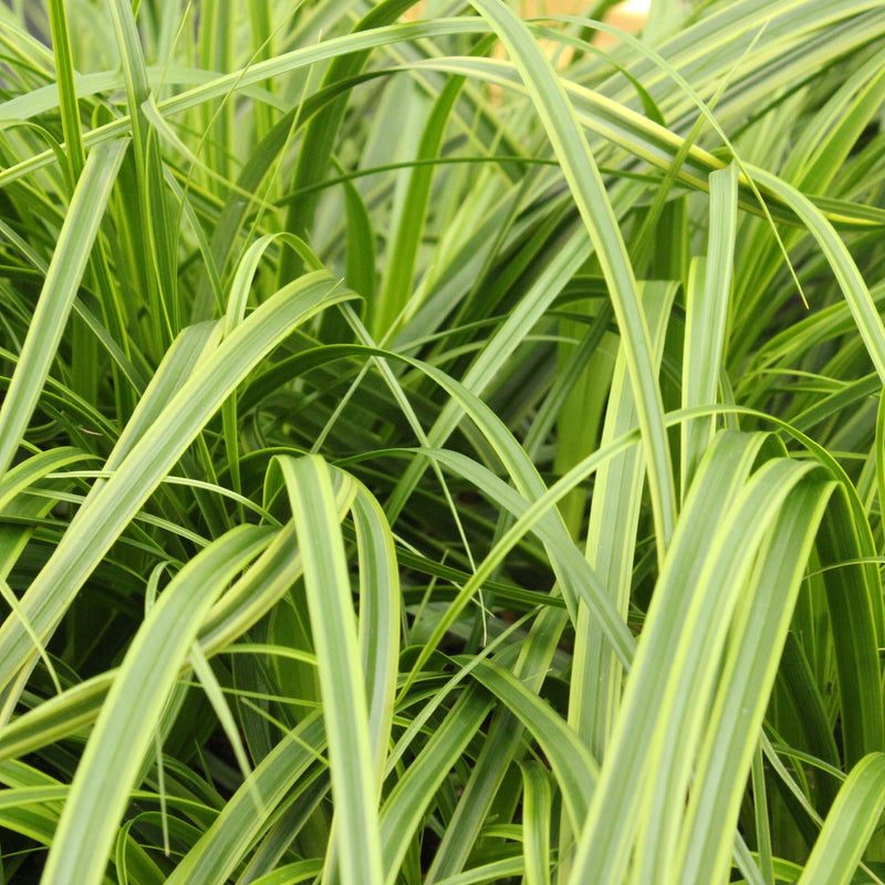 Carex 'Everlime' Ornamental Grass 1L / 2L -