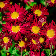 Pyrethrum coccineum 'Robinson's Red' 9cm -