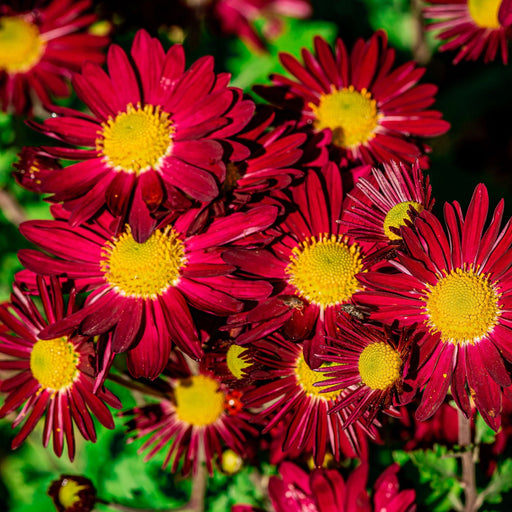 Pyrethrum coccineum 'Robinson's Red' 9cm -