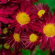 Pyrethrum coccineum 'Robinson's Red' 9cm -