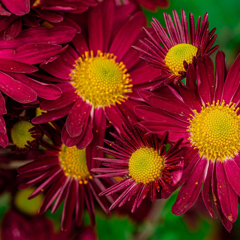 Pyrethrum coccineum 'Robinson's Red' 9cm -