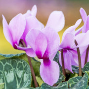 Hardy Cyclamen Pink (9cm Pot) -
