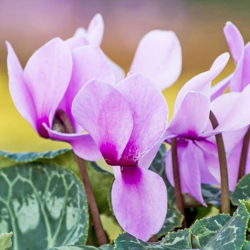 Hardy Cyclamen Pink (9cm Pot) -
