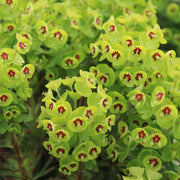 Euphorbia x martinii 'Tiny Tim' 9cm/2L -