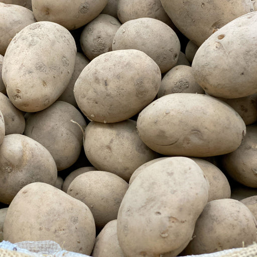 Maris Peer Seed Potatoes 2KG - Home & Garden > Plants > Seeds, Bulbs & Accessories > Seeds & Seed Tape > Seeds