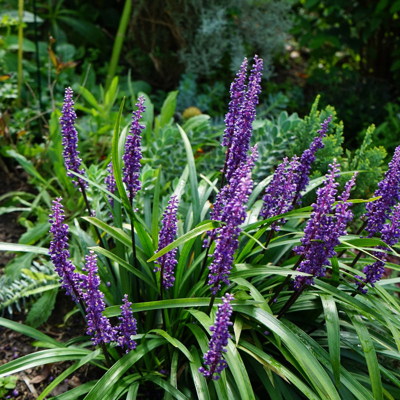 Liriope muscari 'MoneyMaker' 1L -