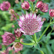 Astrantia 'Star of Beauty' 2L -