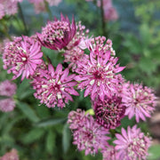 Astrantia 'Star of Beauty' 2L -