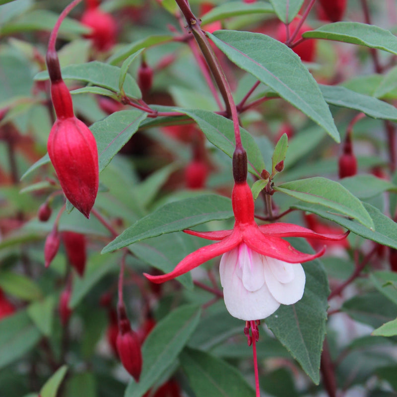 Hardy Fuchsia 'Madame Cornelissen' 2L -