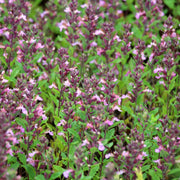Teucrium x Lucidrys 9cm - Home & Garden > Plants > Indoor & Outdoor Plants > Bushes & Shrubs > Shrubs