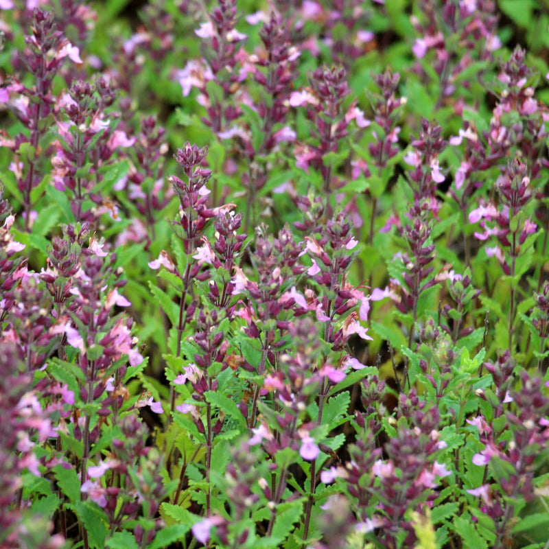 Teucrium x Lucidrys 9cm - Home & Garden > Plants > Indoor & Outdoor Plants > Bushes & Shrubs > Shrubs