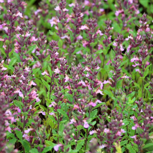 Teucrium x Lucidrys 9cm - Home & Garden > Plants > Indoor & Outdoor Plants > Bushes & Shrubs > Shrubs