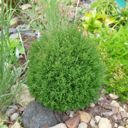 Thuja occidentalis 'Teddy' 9cm -
