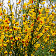 Cytisus 'Firefly' 2L -