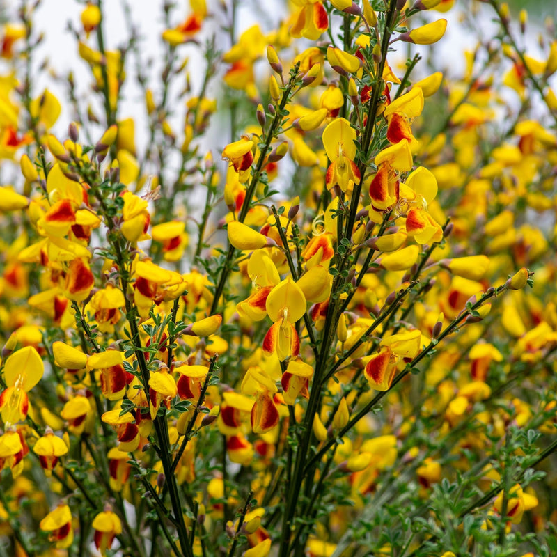 Cytisus 'Firefly' 2L -