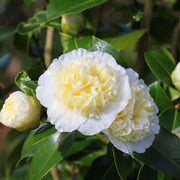Camellia 'Brushfield's Yellow' 9cm, 20-30cm height -