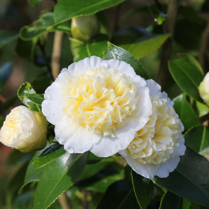 Camellia 'Brushfield's Yellow' 9cm, 20-30cm height -