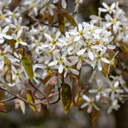 Amelanchier lamarckii 3.5L / 7.5L -