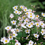 Anemone hupehensis 'Andrea Atkinson' 9cm/ 3L -