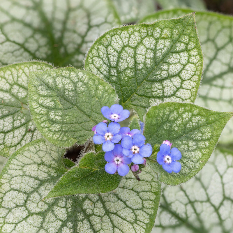 Brunnera Macrophylla Alexandria 2L -