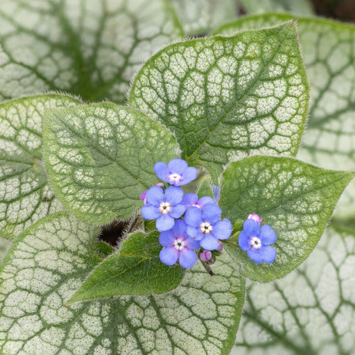 Brunnera Macrophylla Alexandria 2L -