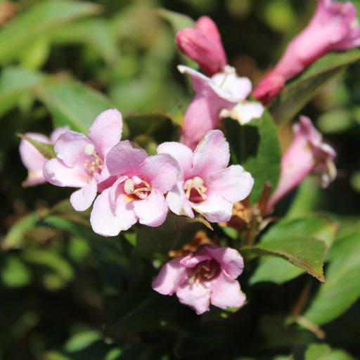 Weigela 'Pink Poppet' 9cm -