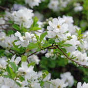 Exochorda racemosa 2L -