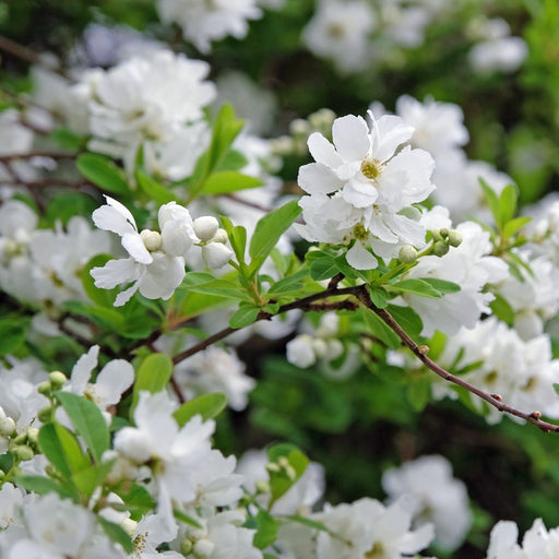 Exochorda racemosa 2L -