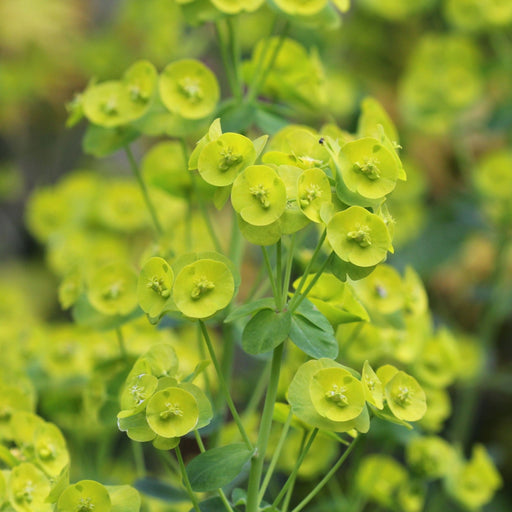 Euphorbia Robbiae 9cm/2L Pot -