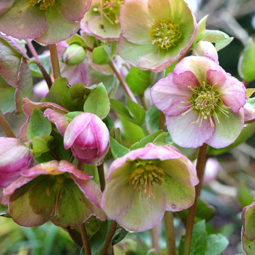 Hellebore 'Glenda's Gloss' 1L -