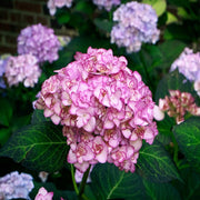 Hydrangea macrophylla 'Miss Saori' 9cm -