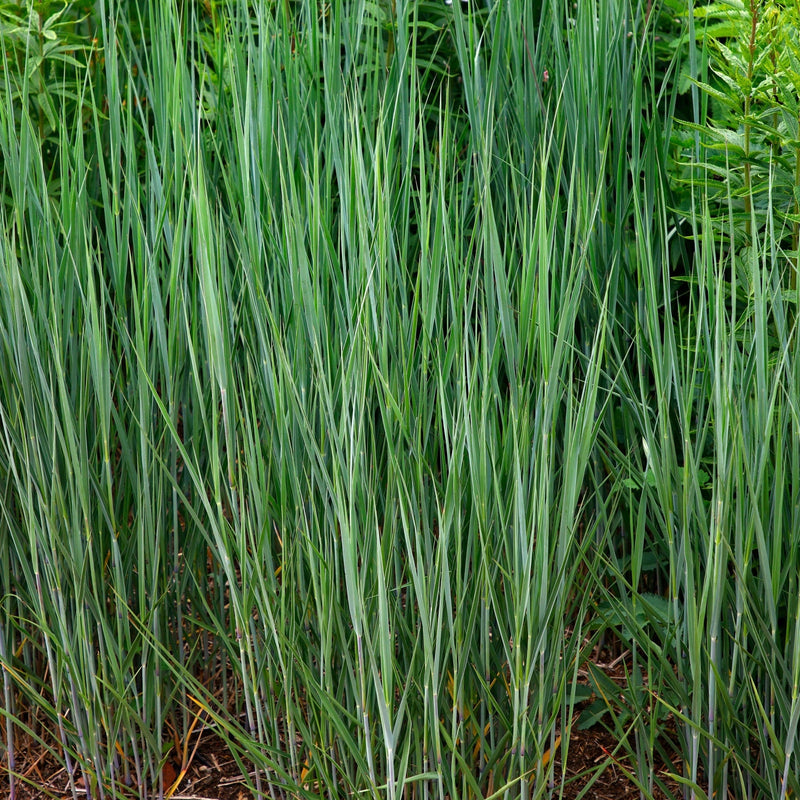 Panicum virgatum 'Heavy Metal' 9cm -