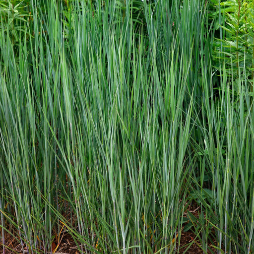 Panicum virgatum 'Heavy Metal' 9cm -
