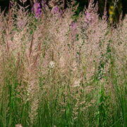 Calamagrostis x acutiflora 'Karl Foerster' 9cm/2L -