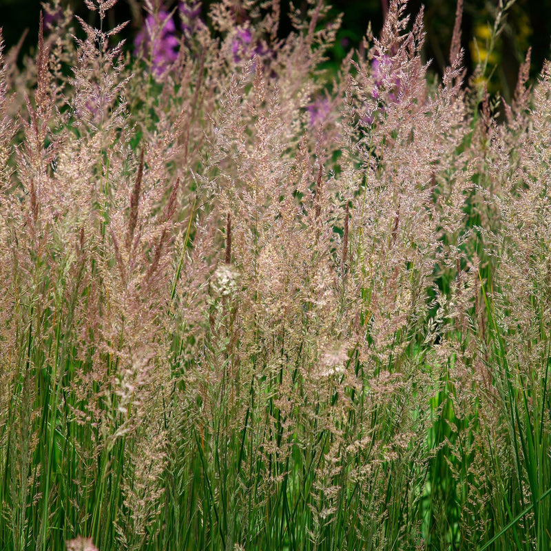 Calamagrostis x acutiflora 'Karl Foerster' 9cm/2L -
