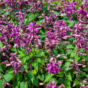 Salvia 'Love and Wishes' 9cm -