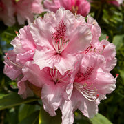 Rhododendron hybride 'Dr. A Schweitzer' 5L (60-70cm inc. pot) -