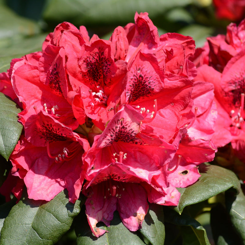 Rhododendron 'Lord Roberts' 5L -