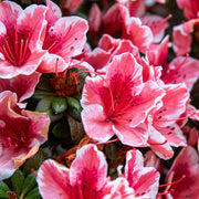 Azalea 'Melle' 2L -