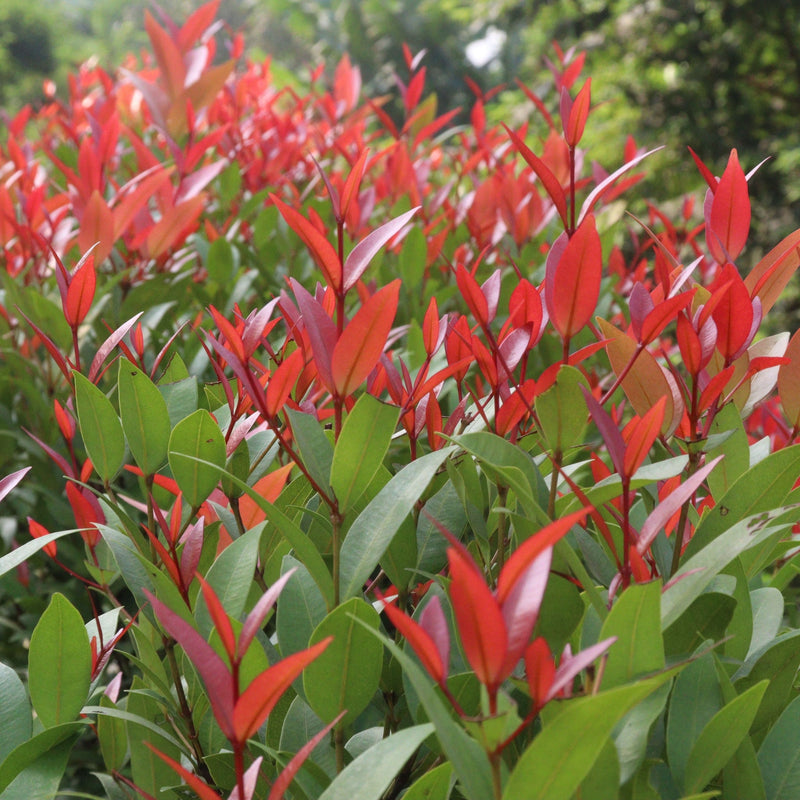 Leucothoe fontanesiana 'Little Flames' 2L -