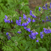 Polemonium 'Heaven Scent' (Jacobs Lader) 9cm/2L -