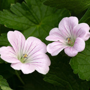 Geranium 'Dreamland' 9cm/2L -