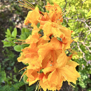 Azalea knaphill 'Golden Eagle' 5L (80-90cm inc. pot) -