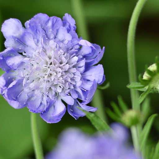 Scabious Butterfly Blue 9cm/2L -