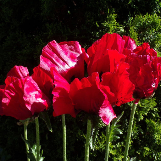 Poppy Oriental 9cm -
