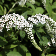 Lysimachia clethroides 9cm -
